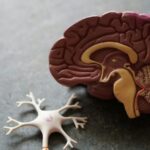 Cerebro y neuronas.