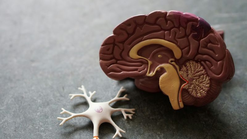 Cerebro y neuronas.